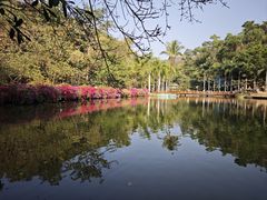 -西双版纳原始森林公园