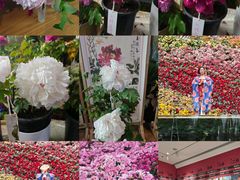 -花之城