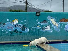 -趣玩宠物乐园寄养训犬训狗游泳池