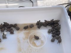 -灵龟之家百象馆(百象馆联合旗舰店)