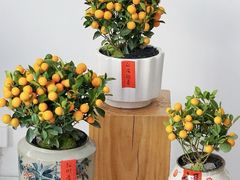 -F.Story 花和故事(新天地店)