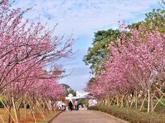 -天适樱花悠乐园