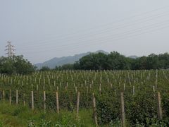 -北京张裕爱斐堡酒庄