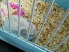 -顺壹匠心BOP保镖隐形车衣(天津专营店)