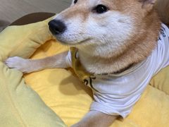 -逗柴咖啡屋·狗咖猫咖宠物桌游