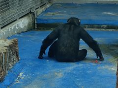 -合肥野生动物园