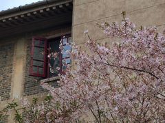 -武汉大学-樱园