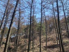 -鲁山国家森林公园