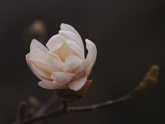 -国家植物园