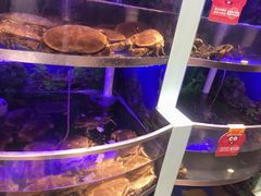 水产区-七欣天(上海淮海路新尚广场店)