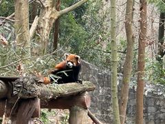 -都江堰中华大熊猫苑