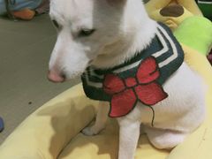 -逗柴咖啡屋·狗咖猫咖宠物桌游