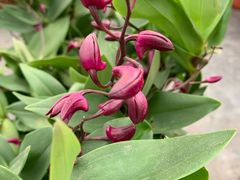 -龙大花卉苗木市场