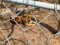 -西霞口神雕山野生动物世界