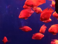 -锦艺城海洋馆