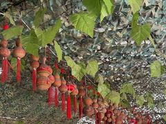 -马陆小张葡萄园农家乐