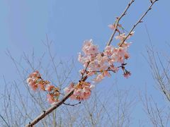 -顾村公园