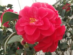 -石家庄市植物园