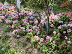 -庐山风景区花径公园