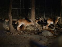 -清迈夜间动物园