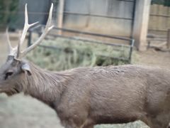 -清迈夜间动物园