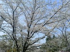 -武汉大学-樱园
