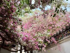 -深圳国际园林花卉博览园