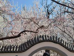 -桃花堤公园