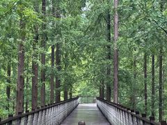 -黄海国家森林公园