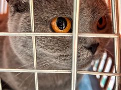 -伟伟宠物医院·CT影像中心·瑞派犬猫综合性门诊(汉口总院)
