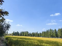 -广富林郊野公园