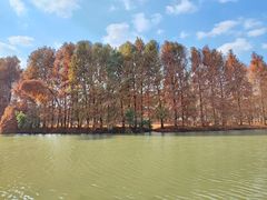 -上海海湾国家森林公园