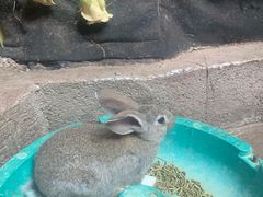 -正佳雨林生态植物园