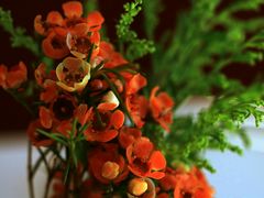 -阿妮叶李(光谷世界城店)