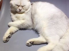 -集宠猫柠宠物生活馆