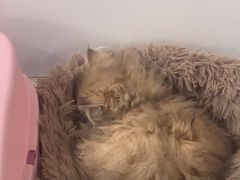 -糯米喵星人总部直营旗舰店·猫舍·幼猫出售