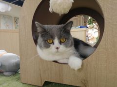 -猫和宫(六道口店)