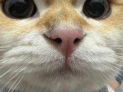 -三花喵·撸猫购宠·宠物生活馆(虹桥南丰城店)