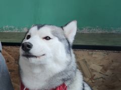 -Husky Go! 哈士奇体验馆·宠物咖啡厅狗咖