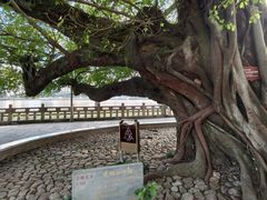 -江心屿景区