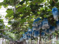 -马陆小张葡萄园农家乐