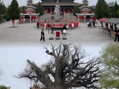 -大槐树寻根祭祖园