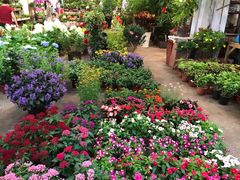-双季花艺园艺市场(浦东店)