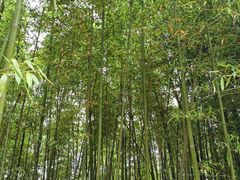 -都江堰中华大熊猫苑