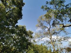 -上海共青森林公园