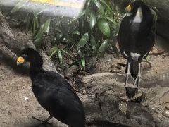 -广州长隆飞鸟乐园