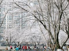 -西北湖绿化广场