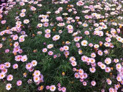 鲜花港-上海鲜花港