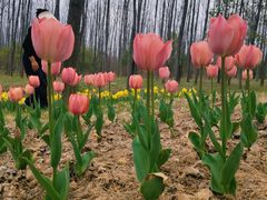 -合肥滨湖国家森林公园