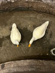 -Zoolung Zoolung动物主题公园(海信广场店)